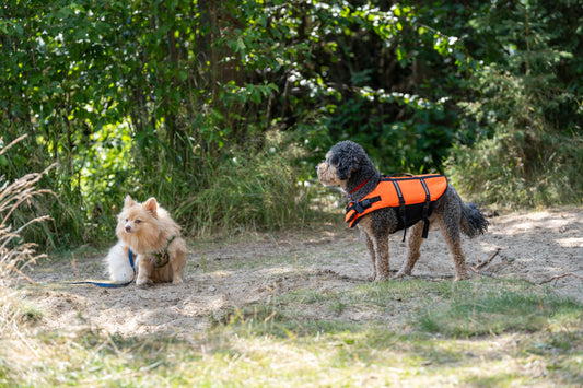 Paddle Board Puppies